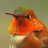 knowyourbirds