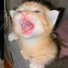 shisiiiiiiiii
