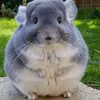 chinchilla2799