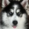 moonthehusky4