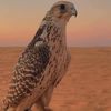 abdulrahman54946