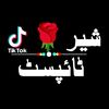 شیر ٹائپسٹ