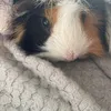 nevaeh.cumbers