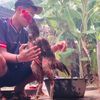 Daffa -