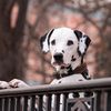 funny_pets_2025