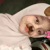 vvee_imoett