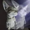 endblaade