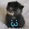 seilafis