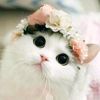 aisyah.aisyah6063
