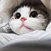 fah_8594