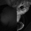 chubby_ktty