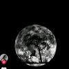 user16680201035032