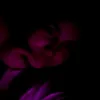 jennycrosslanddobbs2