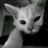abaunda2289