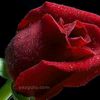 user6135330524673
