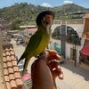 franky el periquito