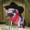 jamon.ayalaa
