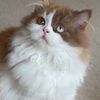 jellybeanbean8