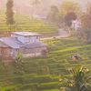 goreng_tempee