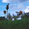 minh.nguyen8637