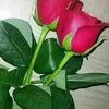 mominpk44
