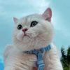 violla_grill1633