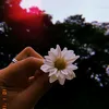 nicolaembers