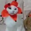 mr.meow7447