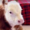 Happy Cow