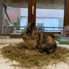 rabbit_123_456_