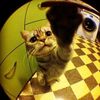 zanz_stecu2