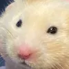 hamsterdaiskiman