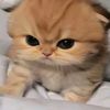 mo_nalisa013