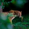 animalworldus.1