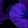 lucas.eades