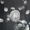 ti._156