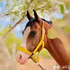 abn_ajbor