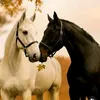 amonalh57