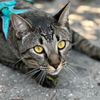 crazy.cats785