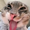 𝐑𝐈𝐆𝐆𝐃