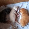 putra.dan.putri67