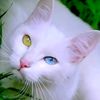 catpurrfeckt