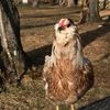 idiot_chickens3