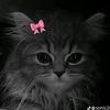 arwa.ashraf208