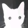 black.cat4590