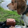 huck.the.beagle