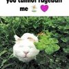 blud.clth
