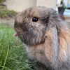 beanthehollandlop
