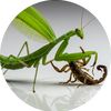 The World Animal AI