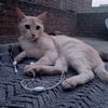 numan.saiyal
